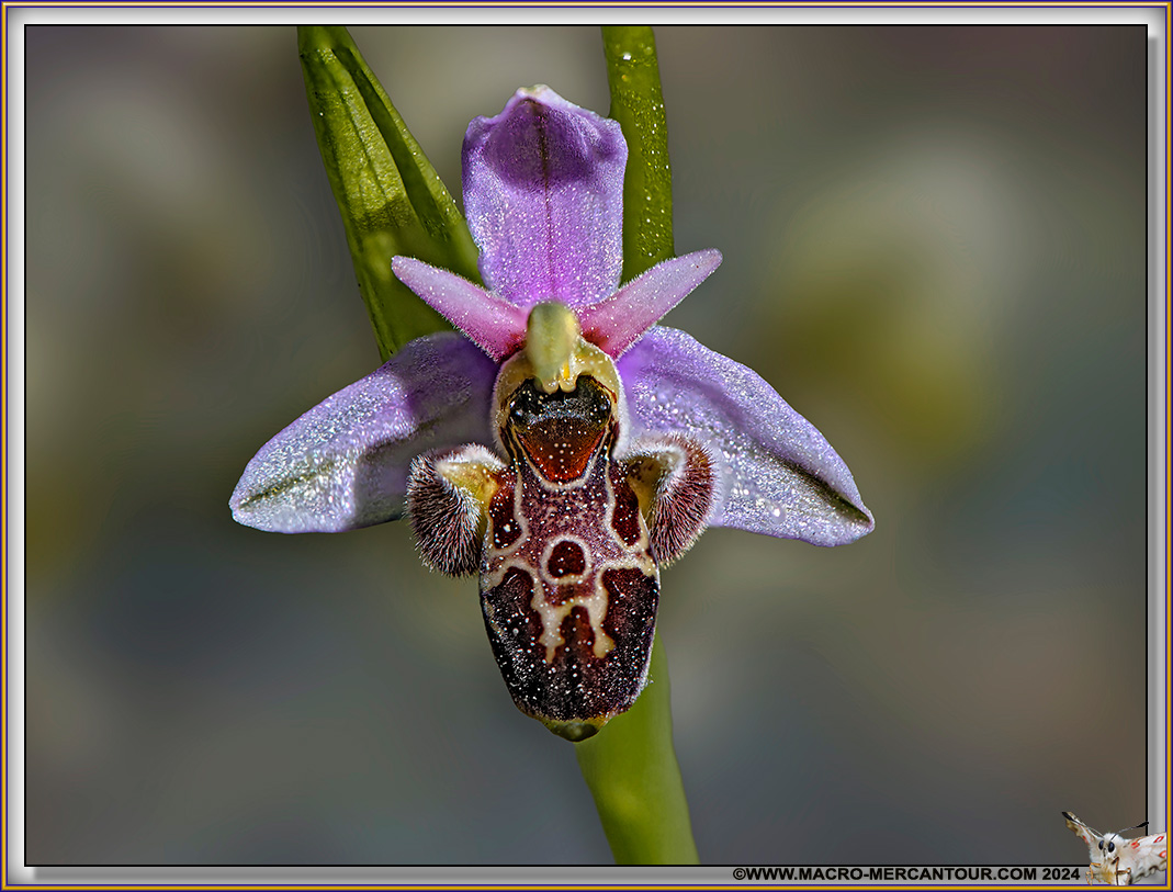 Ophrys Vetula Risso